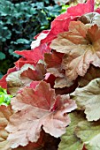 HEUCHERA SOUTHERN COMFORT