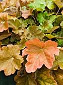 HEUCHERA ZABELIANA