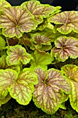 HEUCHERA DELTA DAWN