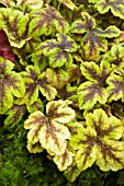 X HEUCHERELLA GOLDEN ZEBRA