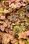 x HEUCHERELLA REDSTONE FALLS