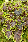 X HEUCHERELLA SOLAR ECLIPSE