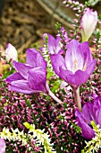 COLCHICUM VIOLET QUEEN