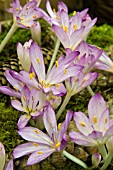 COLCHICUM CILICIUM