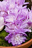 COLCHICUM WATERLILY