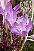 COLCHICUM LILAC WONDER