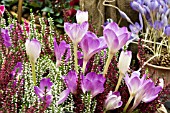 COLCHICUM ROSY DAWN