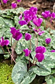 CYCLAMEN HEDERIFOLIUM RED SKY