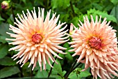 DAHLIA PREFERENCE