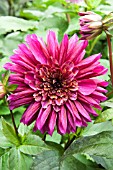 DAHLIA PURPLE HAZE