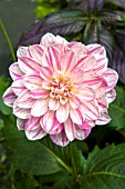DAHLIA BONESTA