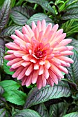 DAHLIA KARMA FUCHSIANA