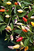 CAPSICUM ANNUUM NUMEX TWILIGHT, (CHILLI PEPPER NUMEX TWILIGHT)