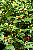 CHILLI PEPPER COFFEE BEAN