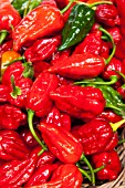 CHILLI PEPPER DORSET NAGA