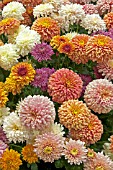 CHRYSANTHEMUM MIXED EARLY SRAY DOUBLE
