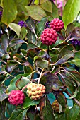 CORNUS KOUSA VAR CHINENSIS CHINA GIRL - FRUITS AND AUTUMN COLOUR