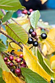 RHAMNUS FRANGULA IN AUTUMN COLOUR WITH FRUITS