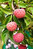 CORNUS CAPITATA