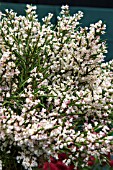 COLLETIA ARMATA