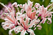 NERINE SARNIENSIS SALMON STAR