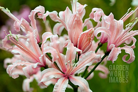 NERINE_SARNIENSIS_SALMON_STAR