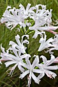 NERINE BOWDENII ALBA