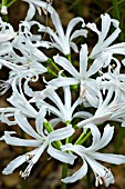 NERINE BOWDENII ALBA