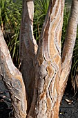 ALOE DICHOTOMA BARK DETAIL