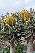 ALOE DICHOTOMA