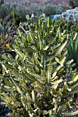 EUPHORBIA LACTEA