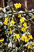 JASMINUM NUDIFLORUM AGM