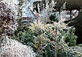 FROSTY FRONT GARDEN