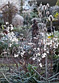 FROSTY FRONT GARDEN