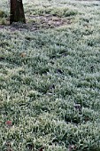 FROST ON GRASS