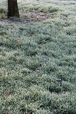 FROST_ON_GRASS