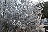 FROST ON MAGNOLIA STELLATA IN DECEMBER