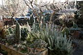 FROSTY FRONT GARDEN