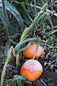 SLUG TRAP USING GRAPEFRUIT SKINS