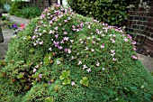 DIANTHUS ERINACEUSA CUSHION ALPINE