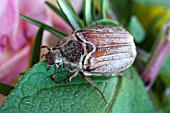 CHAFER BEETLE (PHYLLOPERTHA HORTICOLA)