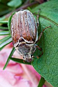 CHAFER BEETLE (PHYLLOPERTHA HORTICOLA)