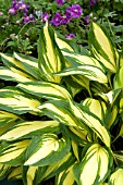 HOSTA CHERRY BERRY