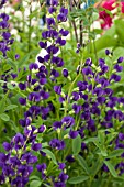 BAPTISIA AUSTRALIS AGM