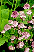 ASTRANTIA MAJOR ROMA