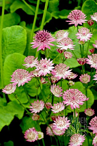 ASTRANTIA_MAJOR_ROMA