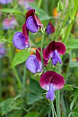 LATHYRUS MATUCANA