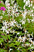 GILLENIA TRIFOLIATA AGM