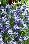 TRITELEIA RUDY