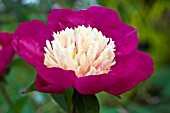 PAEONIA LACTIFLORA WHITE CAP